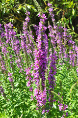 Fototapeta premium Lythrum salicaria grows on the riverbank and in wet places