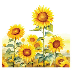 Obraz premium watercolor A field of sunflowers under the bright sun