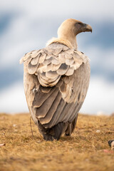 Griffon vulture (Gyps fulvus) photographed in Spain