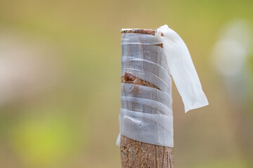 Close-up of the grafted bud of a fruit tree.