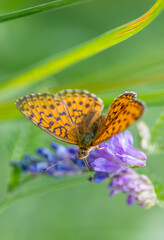 A mottled orange butterfly on a purple flower