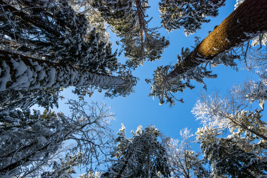 Looking up in the woods is dizzying