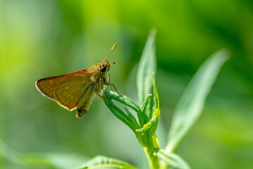 An orange moth on a leaf