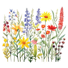 watercolor A field of wildflowers in full bloom illustration