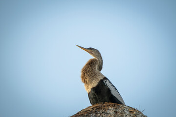 Cormorán en lo alto de una sombrilla de paja limpiándose las plumas después de pescar al...