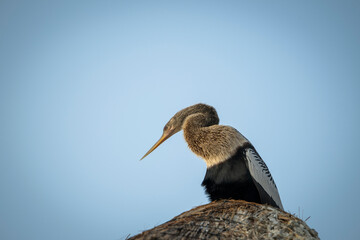 Cormorán en lo alto de una sombrilla de paja limpiándose las plumas después de pescar al amanecer 