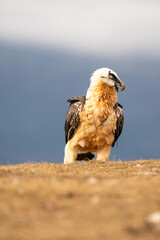 Bearded Vulture (Gypaetus barbatus) photographed in Spain