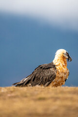 Bearded Vulture (Gypaetus barbatus) photographed in Spain