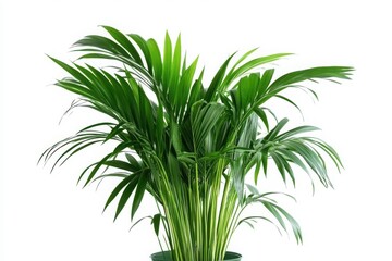 Obraz premium Lush Green Palm Plant in Pot Isolated on White Background