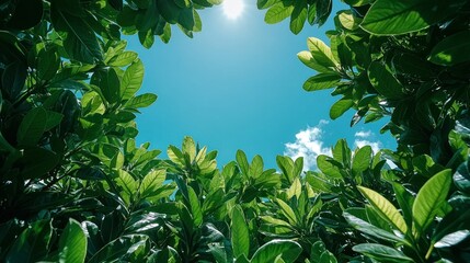 Obraz premium Sunlit Canopy: A Lush Green Escape