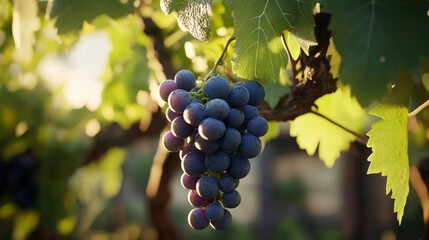 Fototapeta premium Harvesting Ripe Grapes in Vineyard with Sunlight Streaming Through Leaves