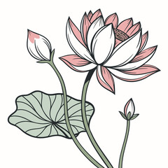 lotus illustration vector