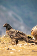 Bearded Vulture (Gypaetus barbatus) photographed in Spain