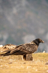 Bearded Vulture (Gypaetus barbatus) photographed in Spain