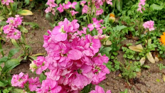 Hoary stock, Matthiola incana or Matthiola longipetala flowers video footage 