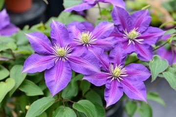 Vibrant purple clematis flowers in full bloom with lush greenery