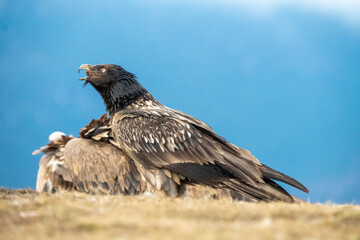 Bearded Vulture (Gypaetus barbatus) photographed in Spain