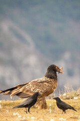 Bearded Vulture (Gypaetus barbatus) photographed in Spain