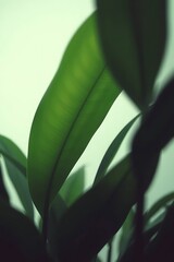 Lush green leaves in soft light