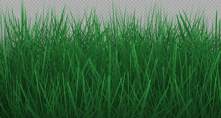 Grass border, vector, illustration. Vector image of grass, lawn. Grass and lawn in PNG format. Green grass with sunny, bright highlights.