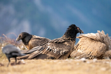 Bearded Vulture (Gypaetus barbatus) photographed in Spain