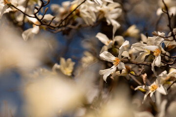  Kwitnąca Magnolia, tapeta, dekoracja. © mycatherina