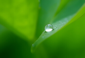 Clear Water Droplet Gently Adhering to Vibrant Green Leaf Against Soft Green