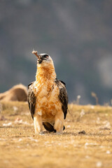 Bearded Vulture (Gypaetus barbatus) photographed in Spain