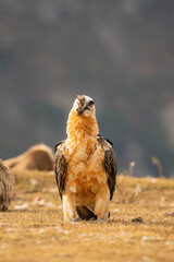 Bearded Vulture (Gypaetus barbatus) photographed in Spain