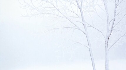 Fototapeta premium Snow-covered bare trees in a winter wonderland