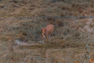 Brown cow
