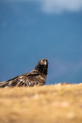 Bearded Vulture (Gypaetus barbatus) photographed in Spain