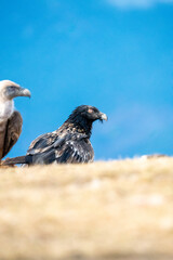 Bearded Vulture (Gypaetus barbatus) photographed in Spain