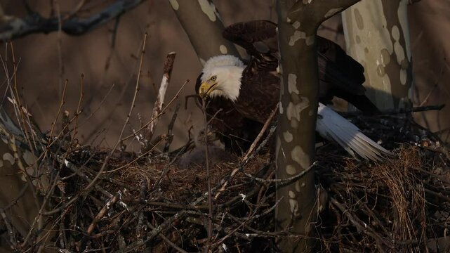 A bald eagle nest with a baby