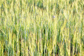 green grass in the rays of the bright morning sun
