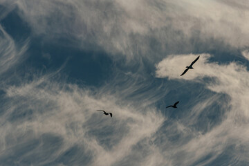  Birds in silhouette glide gracefully through a sky filled with streaky cirrus clouds, creating a peaceful and natural scene.