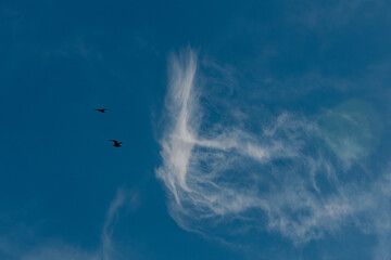  Birds in silhouette glide gracefully through a sky filled with streaky cirrus clouds, creating a...