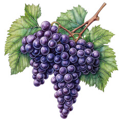 Fototapeta premium Botanical illustration of purple grapes and grapevine with detailed leaves on transparent background