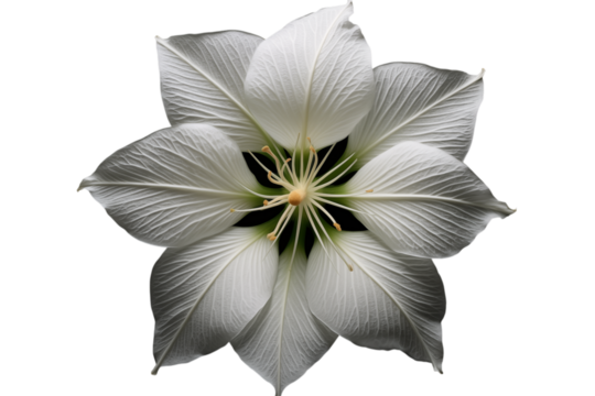 A top down view of a white flower with delicate petals against a stark  in studio shot on transparent background png