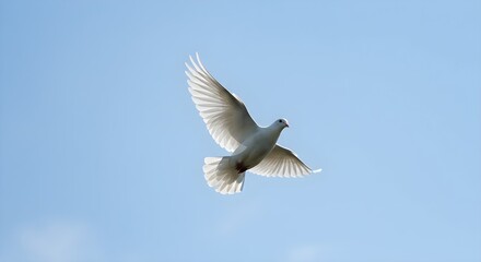 Obraz premium White dove, outstretched wings, soaring in the sky, peaceful and graceful flight