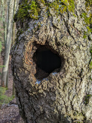 A tree trunk featuring a hollow cubbyhole with snow, surrounded by a vibrant forest landscape, showcasing nature's textures and patterns during the cold months.