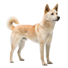 Korean Jindo dog isolated on a white background.

