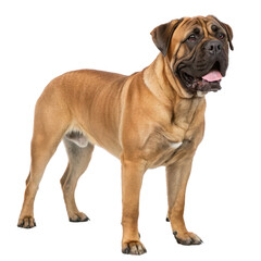 Obraz premium Bullmastiff standing confidently isolated on a white background.