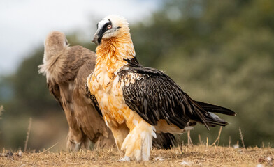 Bearded Vulture (Gypaetus barbatus) photographed in Spain