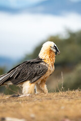 Bearded Vulture (Gypaetus barbatus) photographed in Spain