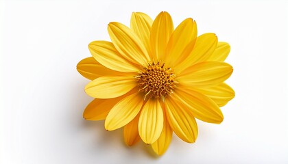 a single and clear yellow flower isolated on a white background