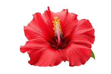 A vibrant red hibiscus flower with a prominent yellow stamen on a stark  image view on transparent background png