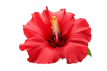 A vibrant red hibiscus flower with a prominent yellow stamen on a stark  image view on transparent background png