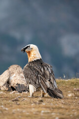 Bearded Vulture (Gypaetus barbatus) photographed in Spain