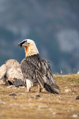 Bearded Vulture (Gypaetus barbatus) photographed in Spain